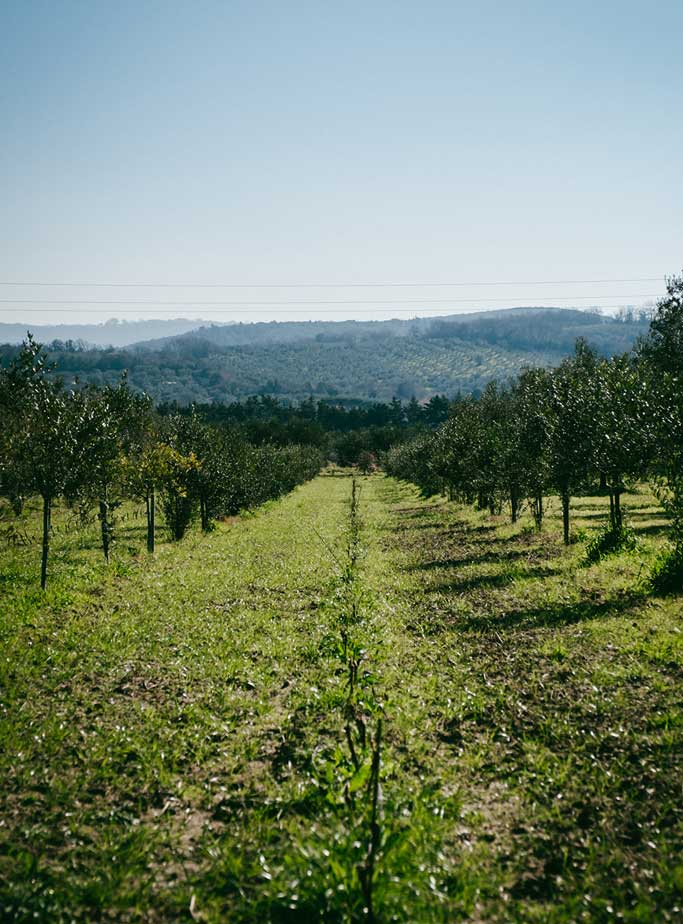 Menù bistrot - Podere Arduino