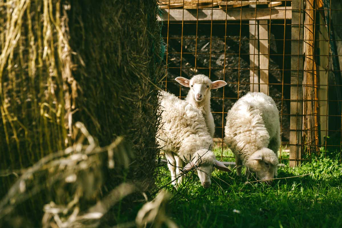 Podere Arduino - Agricoltura rigenerativa