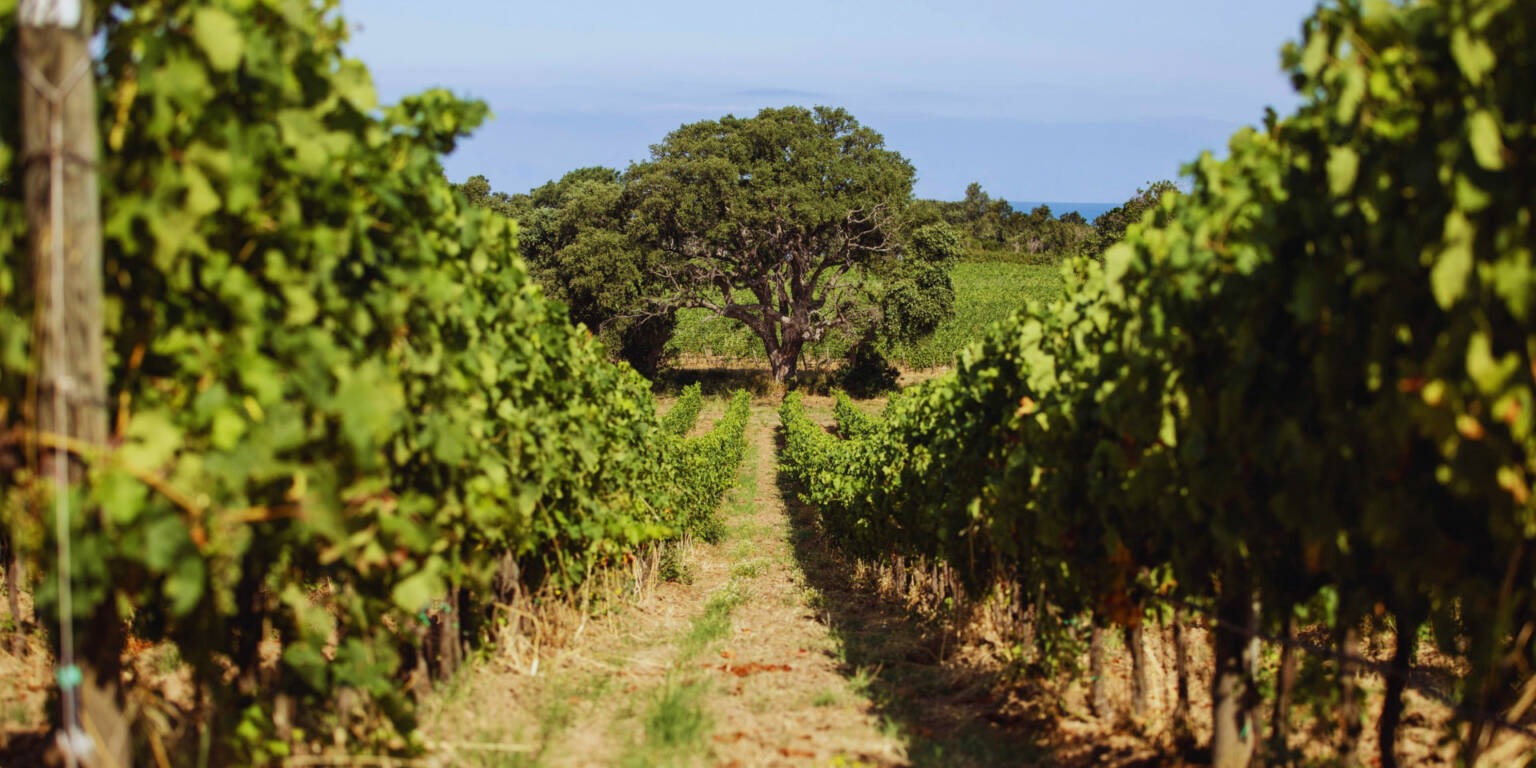 Tenuta Le Colonne