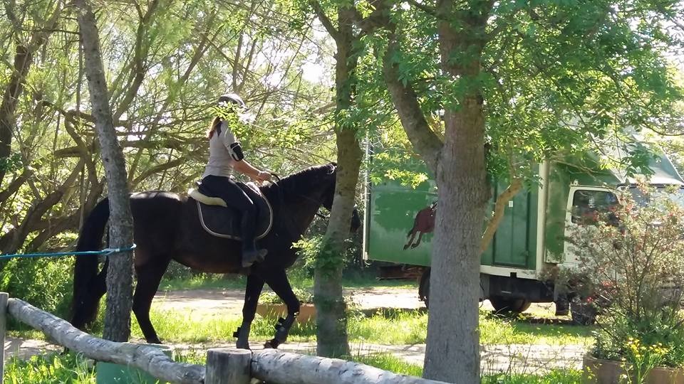 Cavalli nel maneggio