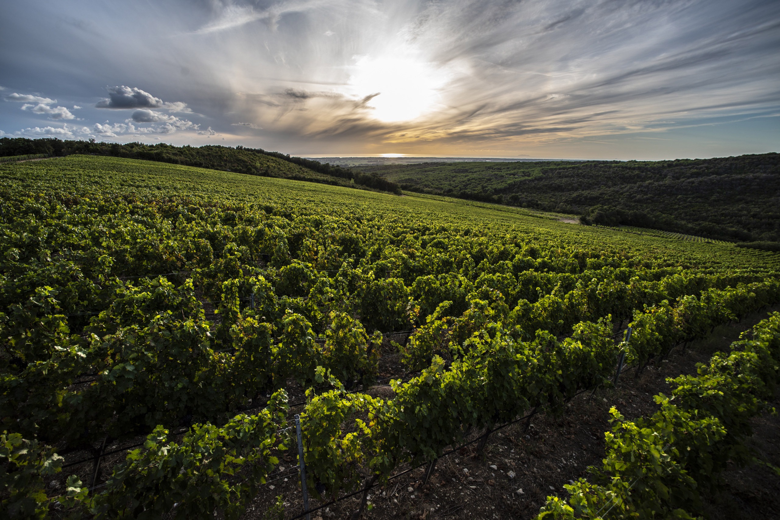 Tenuta Caccia al Piano al tramonto