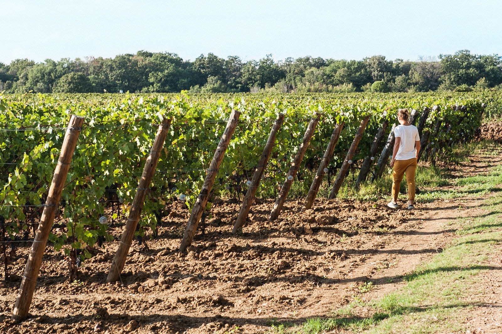 Degustazione superiore - Le Vigne di Silvia
