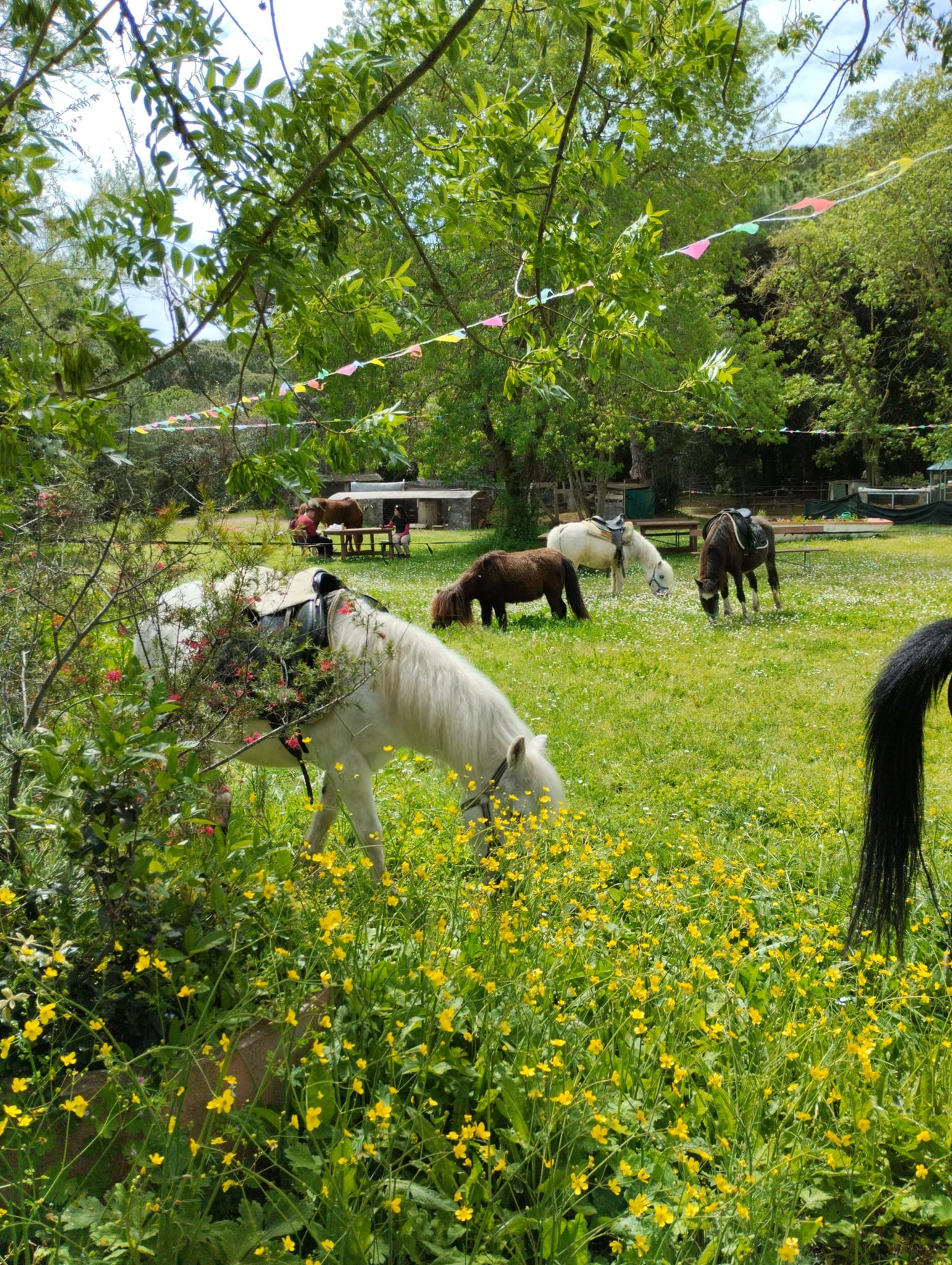 Passeggiata a cavallo