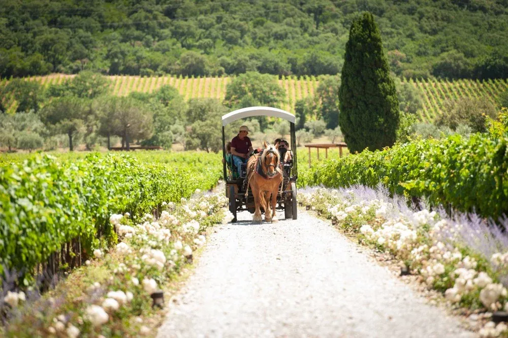 Tour in Carrozza - Tenuta Casadei